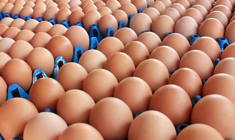 พลังประชารัฐ เตรียมนำไข่ไก่วางขายหน้าพรรค ราคาถูก 29 มี.ค.นี้