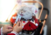 ‘เจอร์ไฮ – จินนี่’ ขับเคลื่อนแบรนด์ไทยสู่เวทีโลก ด้วยนวัตกรรมและคุณภาพอาหารสัตว์เลี้ยงระดับพรีเมียม